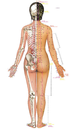 Acupuncture meridians and points